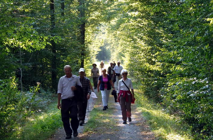 Wanderung durch den Wald