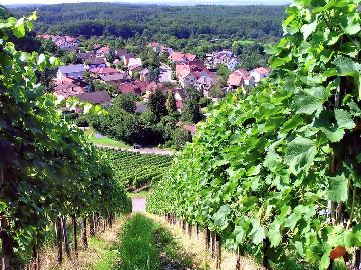 Blick durch die Schlossberg-Weinberge auf den Sdwestteil von Sternenfels