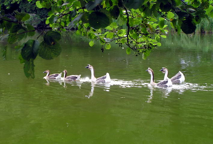 die Schwne und Enten bilden die Vorhut